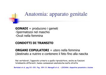 Anatomia: apparato genitale