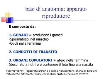 Anatomia Riproduzione