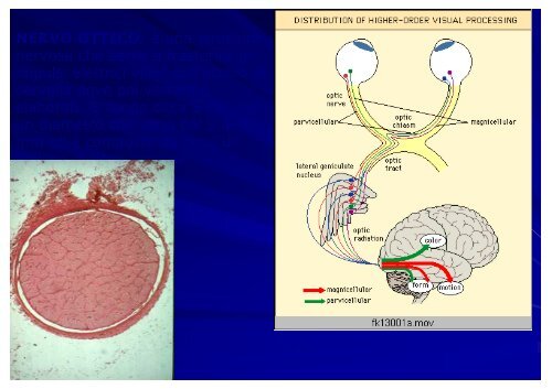 Scarica le diapositive in PDF - Albinismo.eu