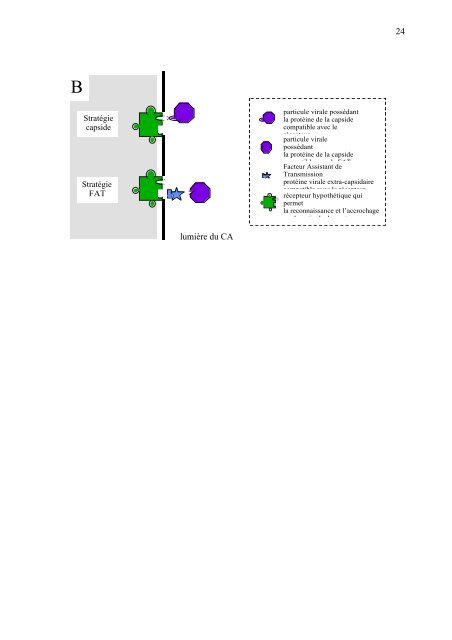 Les modes de transmission des virus ... - Remy Froissart