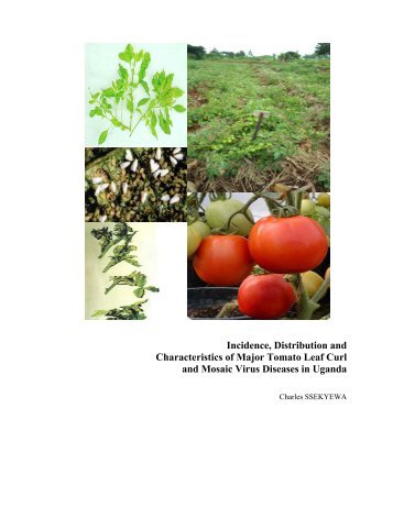 Incidence, Distribution and Characteristics of Major Tomato Leaf ...