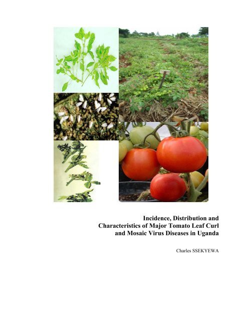 Incidence, Distribution and Characteristics of Major Tomato Leaf ...