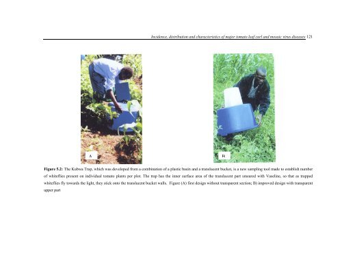 Incidence, Distribution and Characteristics of Major Tomato Leaf ...