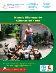 Gallinas de Patio