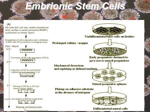 Cellule Staminali - Phoenix Stem Cell Foundation