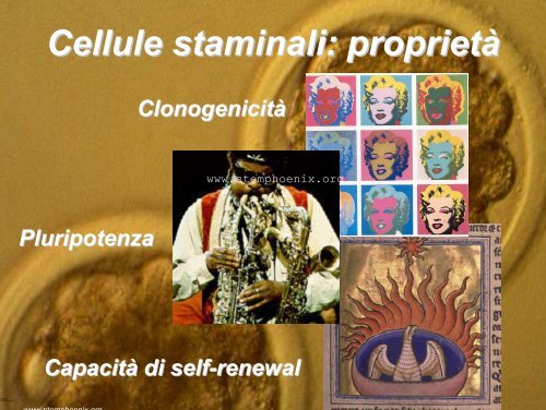 Cellule Staminali - Phoenix Stem Cell Foundation