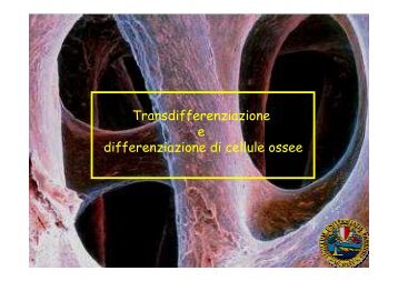 differenziamento in vitro di cellule ossee