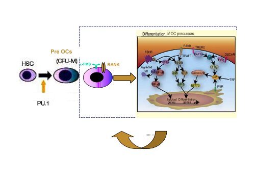 differenziamento in vitro di cellule ossee