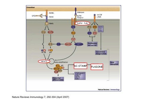 differenziamento in vitro di cellule ossee