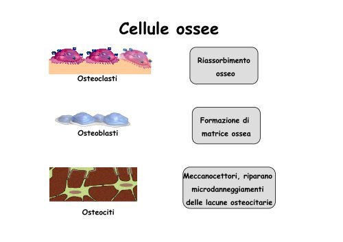 differenziamento in vitro di cellule ossee