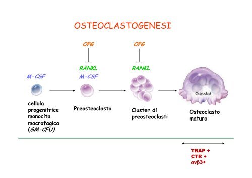 differenziamento in vitro di cellule ossee