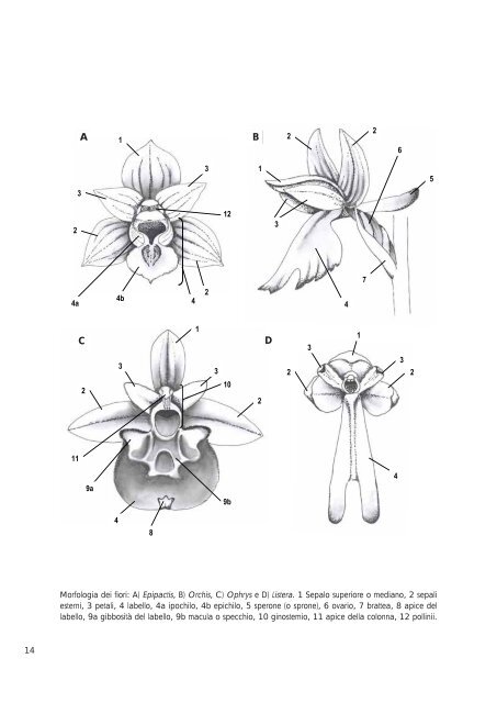 Atlante delle orchidee della Provincia di Siena (dimensione: 6Mb)