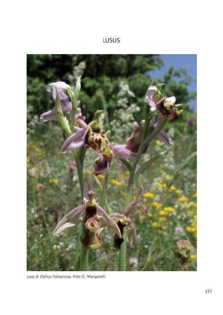 Atlante delle orchidee della Provincia di Siena (dimensione: 6Mb)
