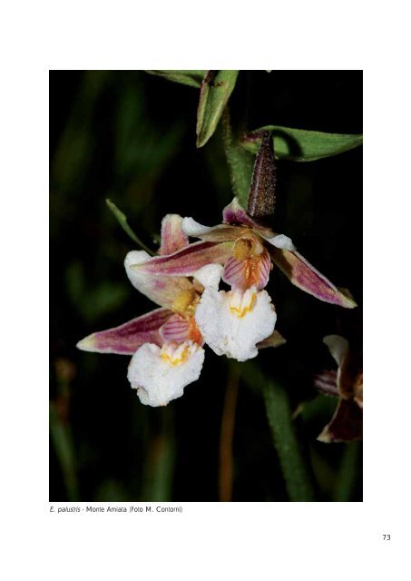 Atlante delle orchidee della Provincia di Siena (dimensione: 6Mb)