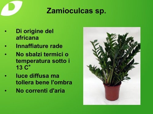 Gestione delle piante da interno - Vivaidichio.it