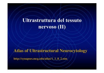 Ultrastruttura del tessuto nervoso (II)