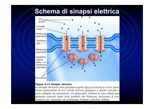 Ultrastruttura del tessuto nervoso (II)