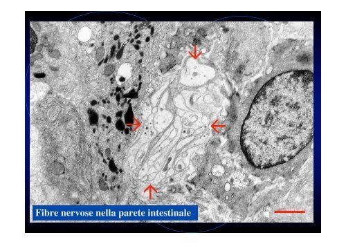 Ultrastruttura del tessuto nervoso (II)