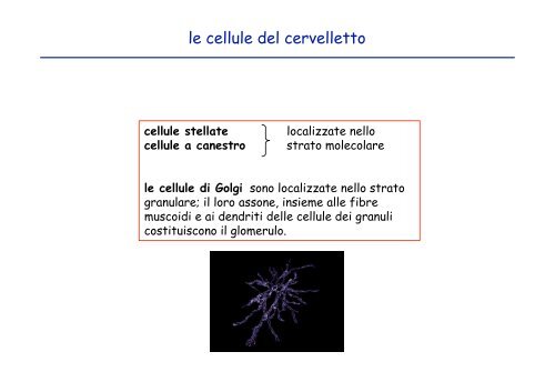 cellule di Purkinje