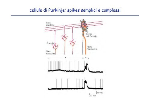 cellule di Purkinje