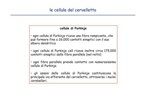 cellule di Purkinje