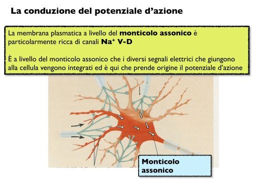 La conduzione del potenziale d'azione Monticolo assonico - CPRG