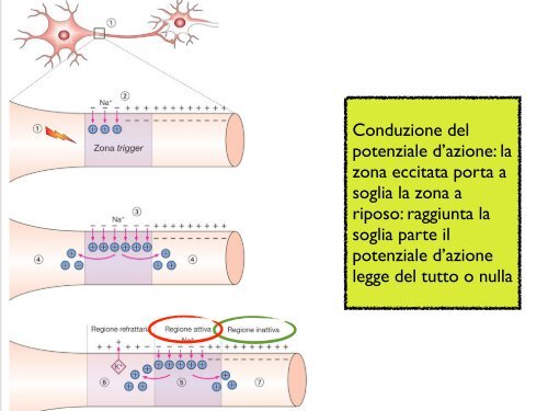 La conduzione del potenziale d'azione Monticolo assonico - CPRG