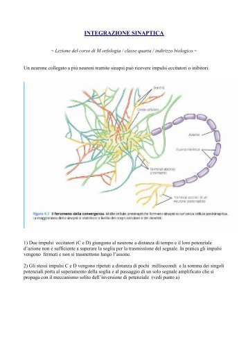 INTEGRAZIONE SINAPTICA - Itisacqui.It