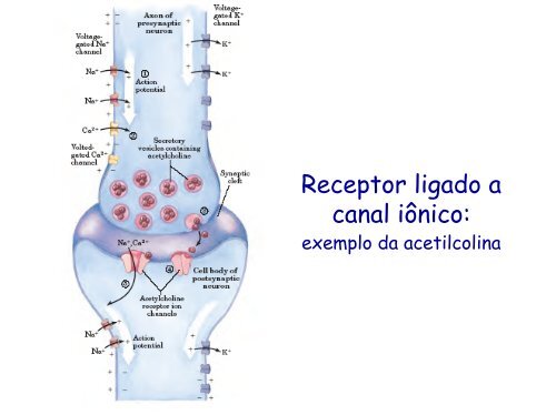 Sinalização celular