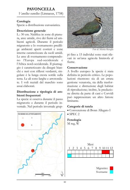 UN FIUME DI ALI - Studio Naturalistico Diatomea