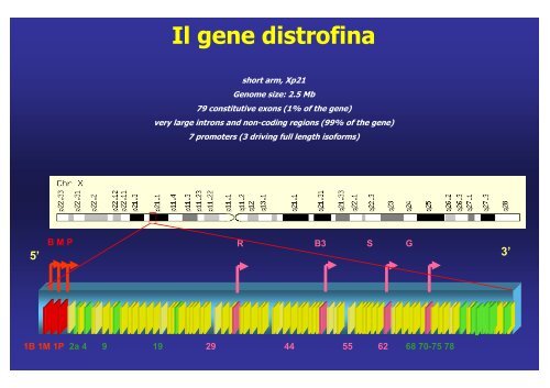 LEZIONE terapia genica pdf - Universita degli studi di Ferrara