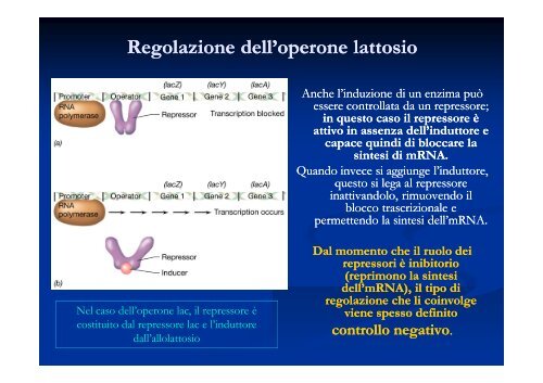 Le principali strategie di regolazione dell'espressione genica nei ...