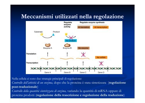 Le principali strategie di regolazione dell'espressione genica nei ...