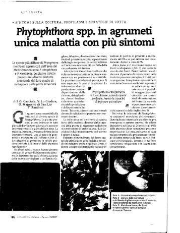 Phytophthora spp. in agrumeti unica malattia con più sintomi