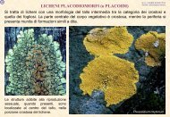 Didattica dei Licheni - Protezione Civile - Provincia di Brindisi