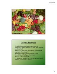 Lezione VIII: Le cucurbitacee - Agronomoeforestale.it