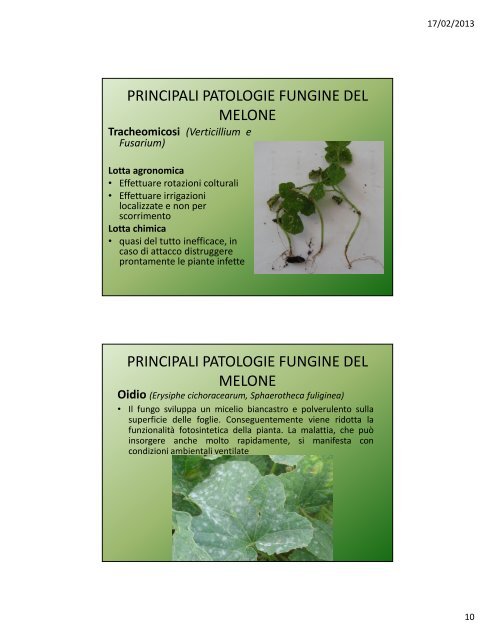 Lezione VIII: Le cucurbitacee - Agronomoeforestale.it