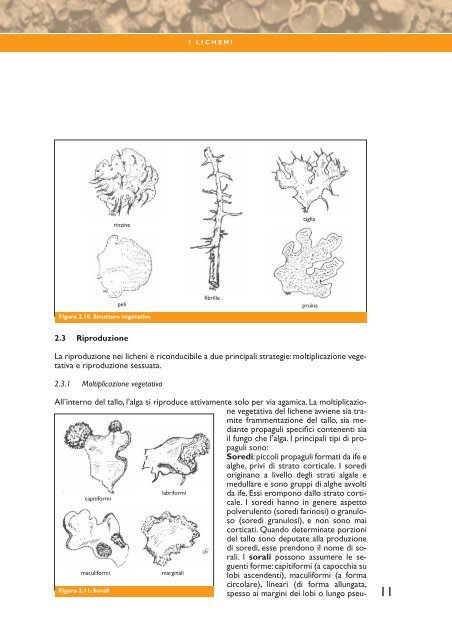 I.B.L. Indice di Biodiversità Lichenica - SIRA