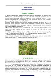 Lampone - Pianteofficinali.org