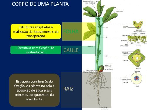 MORFOLOGIA VEGETAL ANGIOSPERMAS - Biologia na Dose Certa!