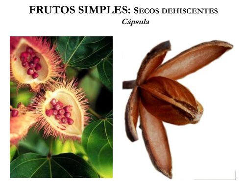 Fruto y semilla - cuestiones de biologia