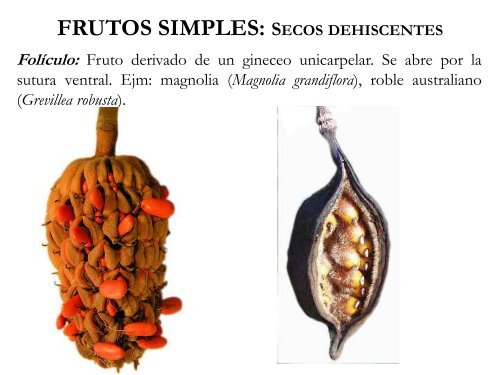 Fruto y semilla - cuestiones de biologia