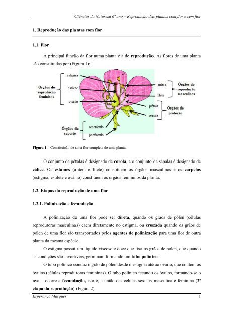 reprodução das plantas com flor e sem flor.pdf