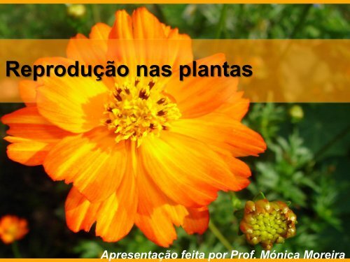 Reprodução nas plantas.pdf - Webnode