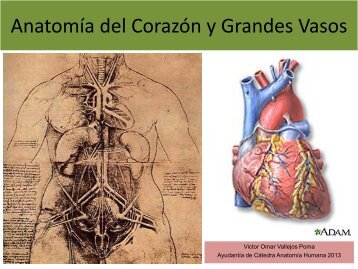 1.1-Anatomia del corazon y grandes vasos(modificado