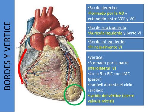 1.1-Anatomia del corazon y grandes vasos(modificado
