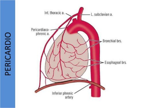 1.1-Anatomia del corazon y grandes vasos(modificado