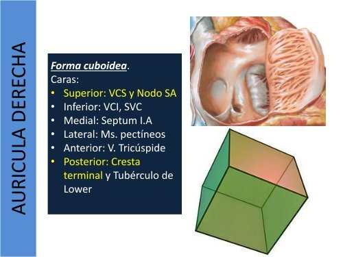 1.1-Anatomia del corazon y grandes vasos(modificado