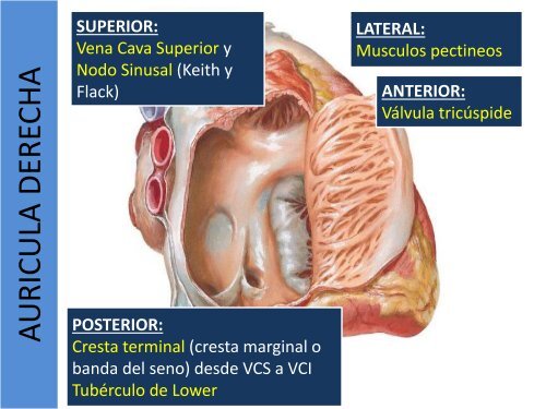 1.1-Anatomia del corazon y grandes vasos(modificado