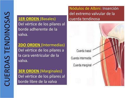 1.1-Anatomia del corazon y grandes vasos(modificado